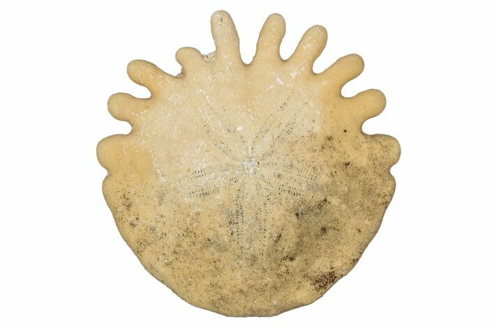 Fossil Sand Dollar (Heliophora) - Boujdour Province, Morocco #347905